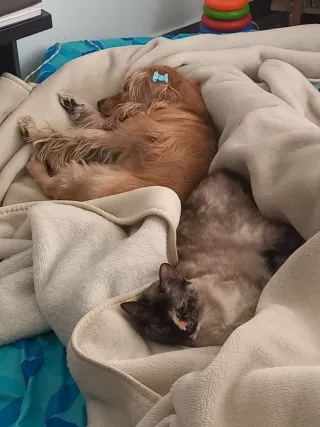 Servicio de cuidado de mascotas y estancia