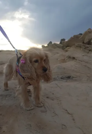 Servicio de cuidado de mascotas y estancia