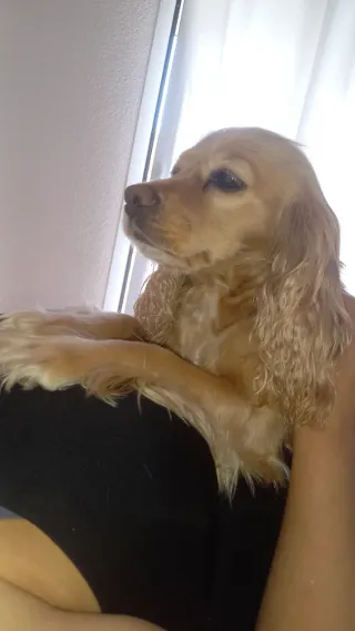 Servicio de cuidado de mascotas y estancia