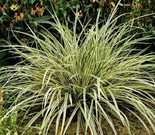 Carex morrowii - Pianta Giapponese Rara