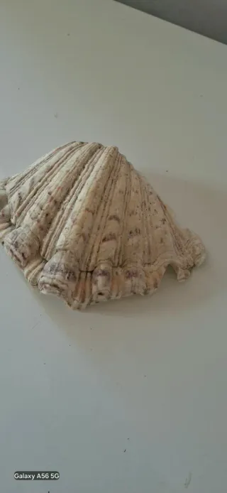 40 Conchiglie marine decorative misure varie