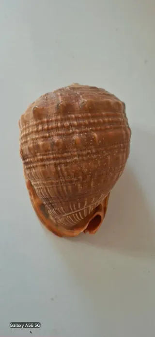 40 Conchiglie marine decorative misure varie