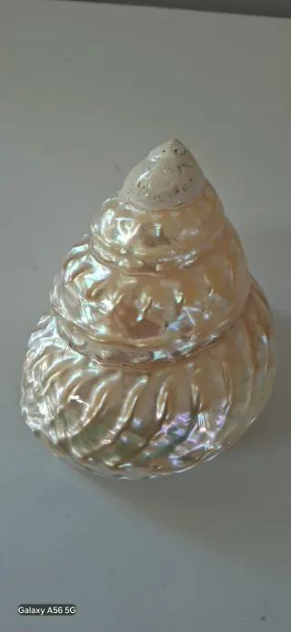 40 Conchiglie marine decorative misure varie