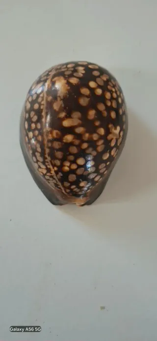 40 Conchiglie marine decorative misure varie