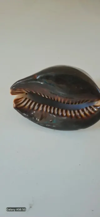 40 Conchiglie marine decorative misure varie