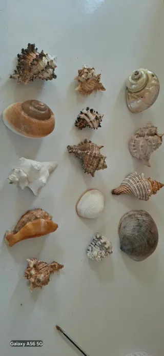 40 Conchiglie marine decorative misure varie