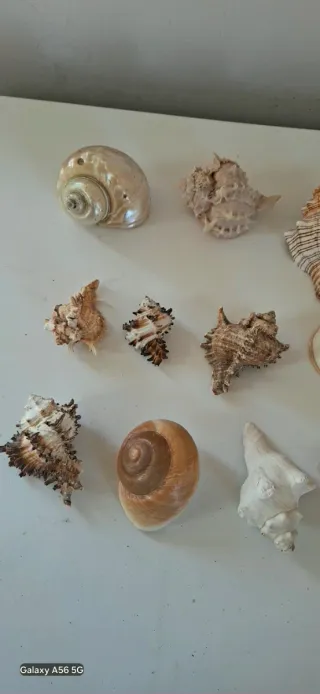 40 Conchiglie marine decorative misure varie