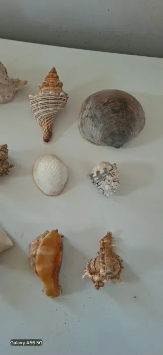 40 Conchiglie marine decorative misure varie