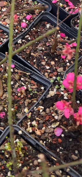 Prunus mume para Simone