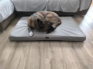 Cama viscoelástica para perro grande marca Leeby