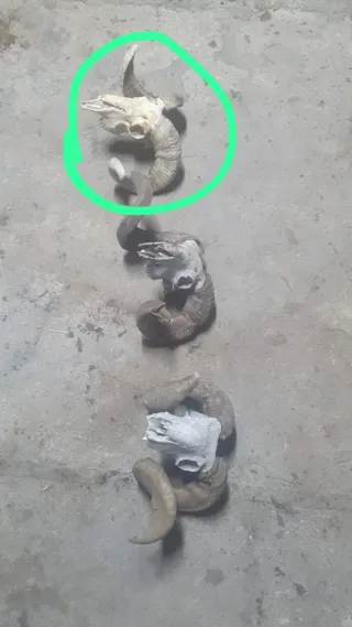 Figura de carnero con cuernos