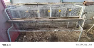 Jaula para 5 gallinas ponedoras