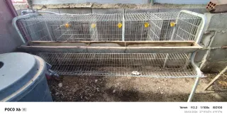 Jaula para 5 gallinas ponedoras