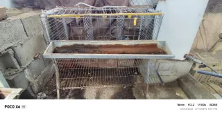 Jaula para 3 gallinas ponedoras