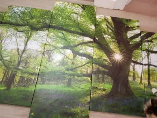 Cuadro Decorativo Bosque Verde