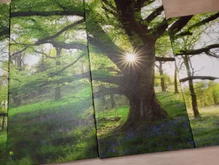 Cuadro Decorativo Bosque Verde