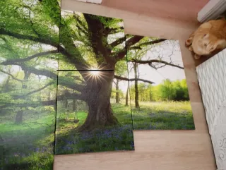 Cuadro Decorativo Bosque Verde