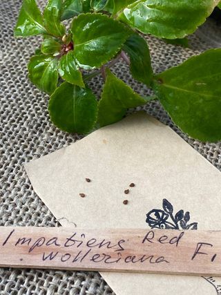 semi Impatiens Walleriana Tempo Red F1