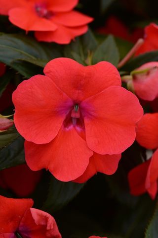 semi Impatiens Walleriana Tempo Red F1
