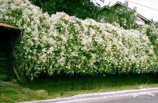 Semillas enredadera parra rusa