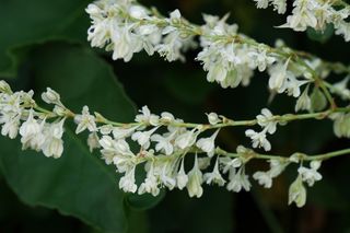 Semillas enredadera parra rusa