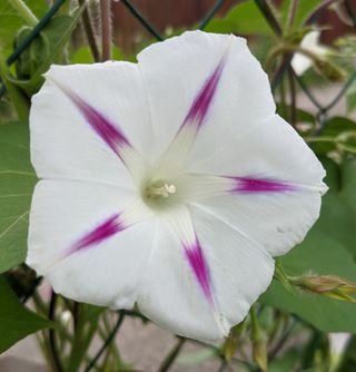 semi Ipomoea Starshine Luminosa