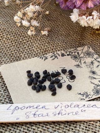 semi Ipomoea Starshine Luminosa