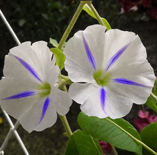 semi Ipomoea Starshine Luminosa