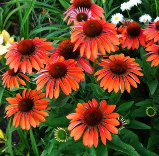 Semi Echinacea Mix Colorata