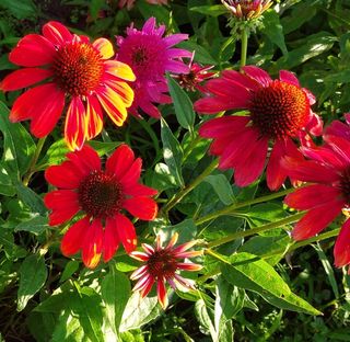 Semi Echinacea Mix Colorata