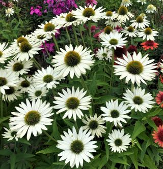 Semi Echinacea Mix Colorata