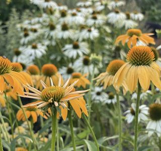 Semi Echinacea Mix Colorata