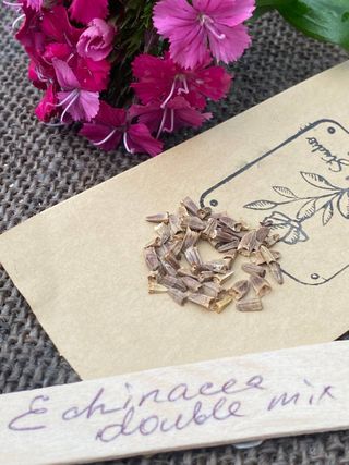 Semi Echinacea Mix Colorata