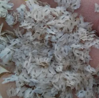 •Semillas Paulownia varias variedades