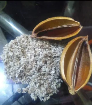 •Semillas Paulownia varias variedades