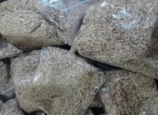 •Semillas Paulownia varias variedades