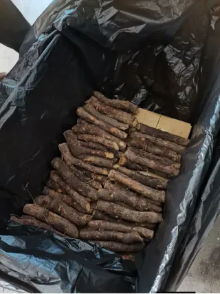 •Semillas Paulownia varias variedades