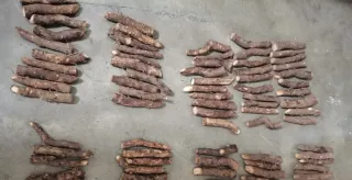 •Semillas Paulownia varias variedades