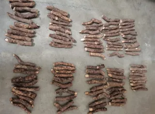 •Semillas Paulownia varias variedades