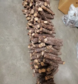 •Semillas Paulownia varias variedades