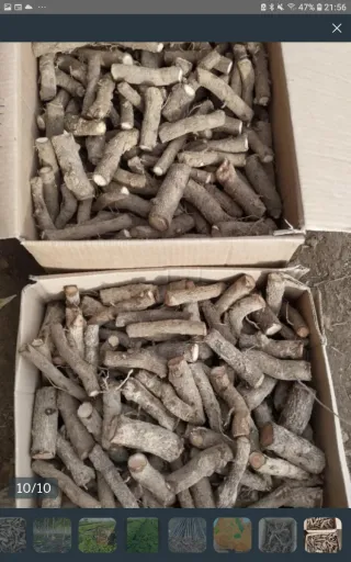 •Semillas Paulownia varias variedades