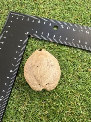 Dólar de arena mediterráneo caracola