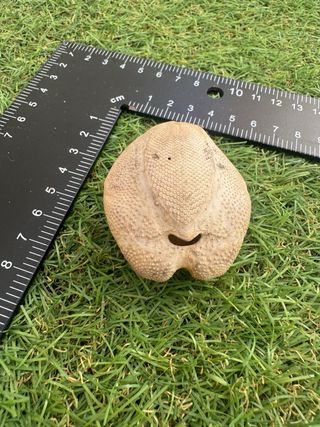 Dólar de arena mediterráneo caracola