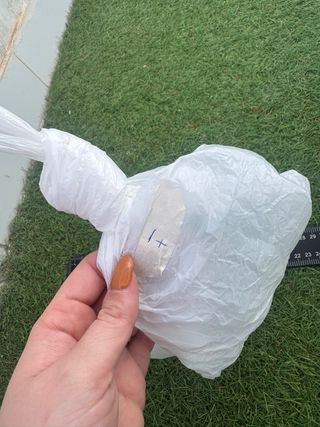 Dólar de arena mediterráneo caracola