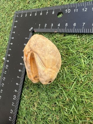 Dólar de arena mediterráneo caracola