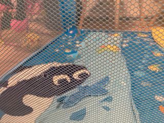 Parque Infantil Chicco Open Sea Dreams