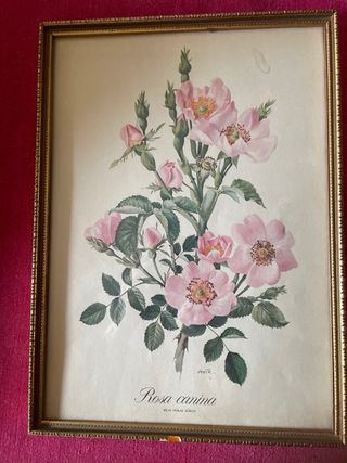 N.2 stampe floreali con cornice dorata