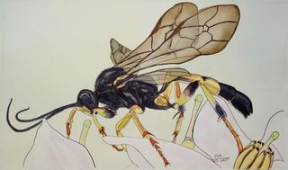 Clases de Biología, en Inglés o Castellano