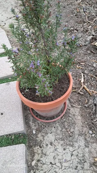 Planta suculenta en maceta de barro