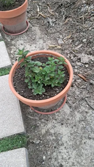 Planta suculenta en maceta de barro